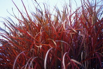 Miscanthus, Chinese SIlver Grass, Miscanthus.