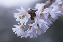 Cherry, Autumn flowering cherry, Prunus subhirtella 'Autumnalis'.