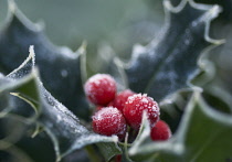 Holly, Ilex aquifolium.