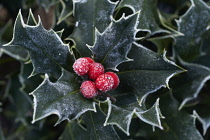 Holly, Ilex aquifolium.