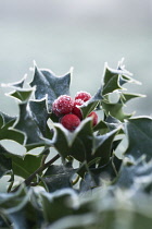 Holly, Ilex aquifolium.