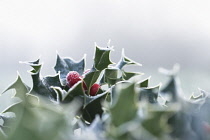 Holly, Ilex aquifolium.