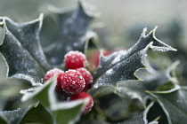 Holly, Ilex aquifolium.