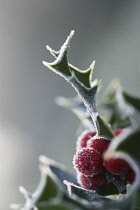 Holly, Ilex aquifolium.