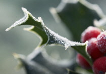 Holly, Ilex aquifolium.