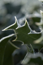 Holly, Ilex aquifolium.