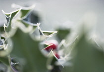 Holly, Ilex aquifolium.