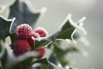 Holly, Ilex aquifolium.