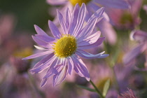 Chrysanthemum, Chrysanthemum 'Cottage Pink'.