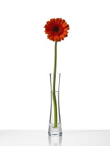 Gerbera.