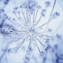 Hogweed, Heracleum sylvatica.