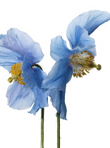 Himalayan Blue Poppy, Meconopsis baileyi.