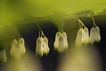 Solomon's Seal, Polygonatum.