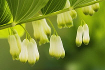 Solomon's Seal, Polygonatum.