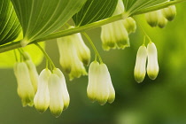 Solomon's Seal, Polygonatum.