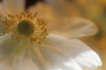 Anemone, Japanese anemone, Anemone japonica.