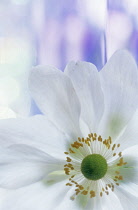 Anemone, Japanese anemone, Anemone japonica.