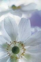 Anemone.