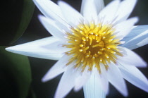 Waterlily, Nymphaea.