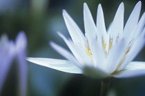 Waterlily, Nymphaea.