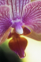 Orchid, Moth orchid, Phalaenopsis.