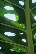 Cheeseplant, Monstera deliciosa.