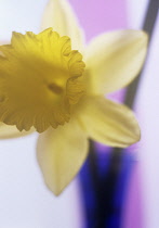 Daffodil, Narcissus.