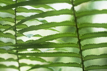 Fern, Polypodium vulgare.