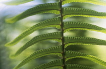 Fern, Polypodium vulgare.