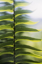 Fern, Polypodium vulgare.