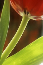 Tulip, Tulipa.