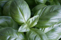 Basil, Ocimum basilicum.