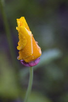 Poppy, Californian poppy, Eschscholzia californica.