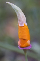 Poppy, Californian poppy, Eschscholzia californica.