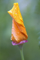 Poppy, Californian poppy, Eschscholzia californica.
