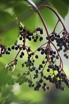 Elder, Sambucus nigra.