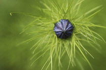 Love-in-a-mist, Nigella damascena.