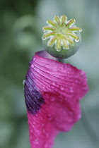 Poppy, Opium poppy, Papaver somniferum.