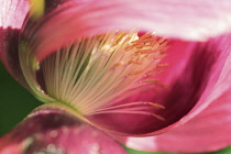 Poppy, Opium poppy, Papaver somniferum.