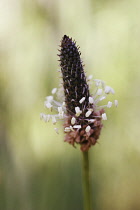 Plantain, Ribwort, Plantago lanceolata.