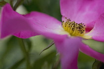 Rose, Wild rose, Dog rose, Rosa 'Summer breeze'.