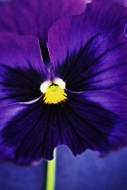 Pansy, Viola 'Swiss giant'.