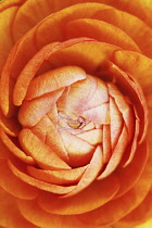 Ranunculus, Persian ranunculus, Ranunculus asiaticus.