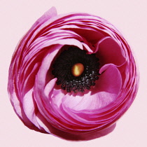 Ranunculus, Persian ranunculus, Ranunculus asiaticus.