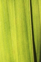 Bamboo, Pseudosasa japonica.