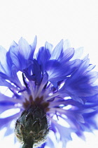 Cornflower, Centaurea cyanus.