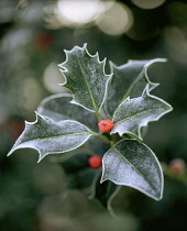 Holly, Ilex.