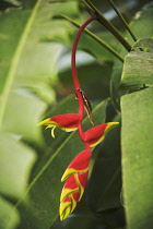 Heliconia, Heliconia rostrata.