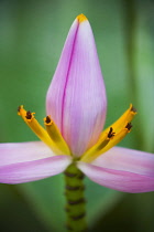 Banana, Musa ornata.