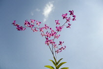 Orchid, Cattleya.